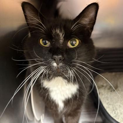 Enlarge Mr. Beans, a ADOPTABLE Domestic Long Hair in North Myrtle Beach, SC image 1/6