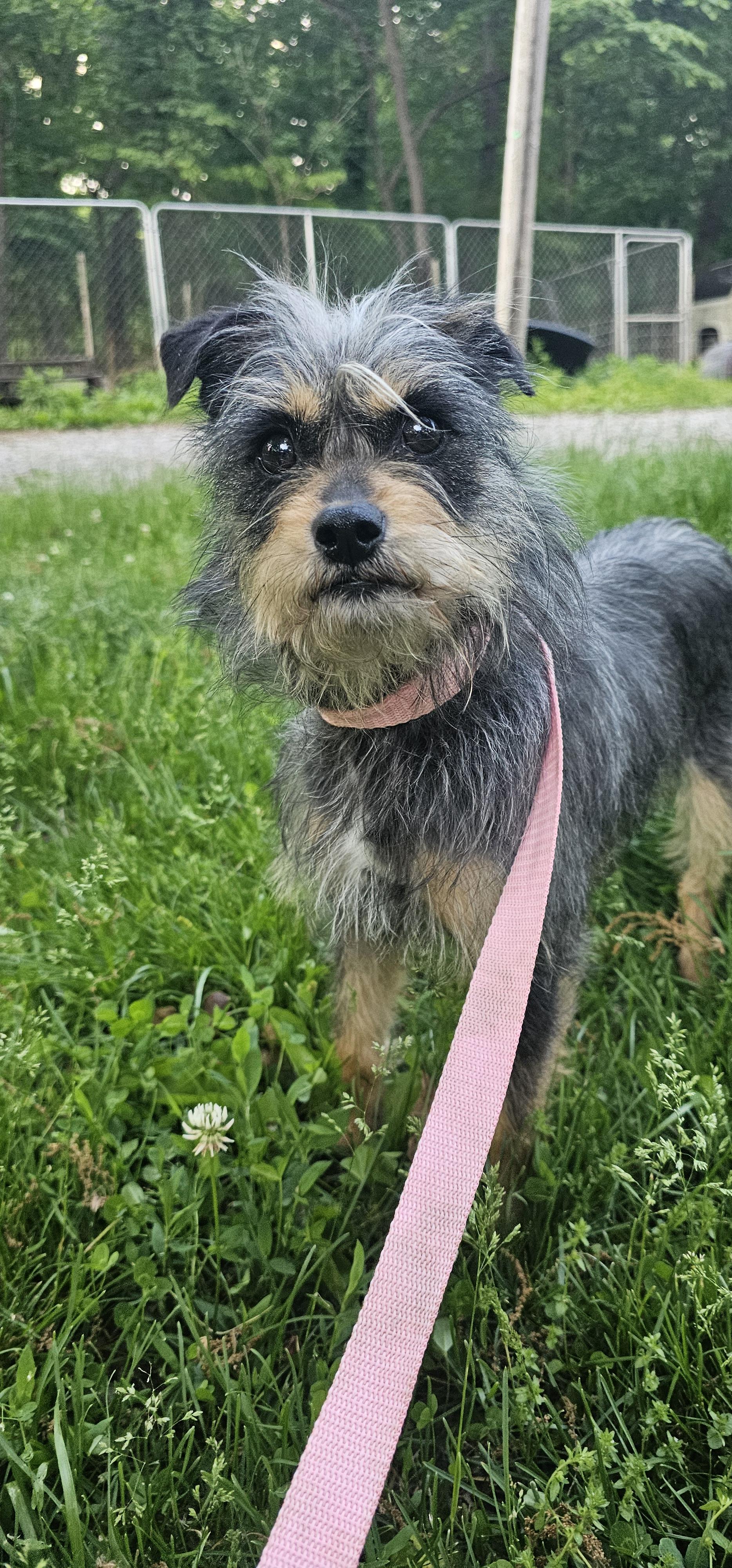 Gertrude (Gertie), a ADOPTABLE mixed breed in Columbia, MO image 2/4