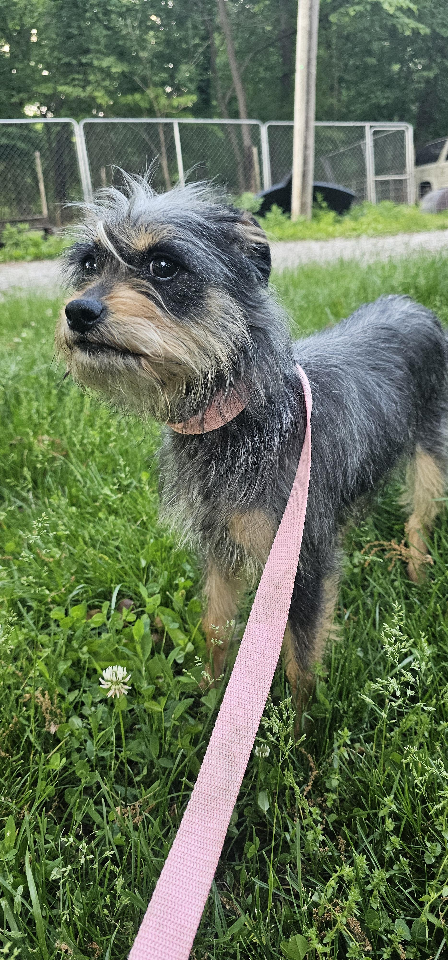 Gertrude (Gertie), a ADOPTABLE mixed breed in Columbia, MO image 3/4