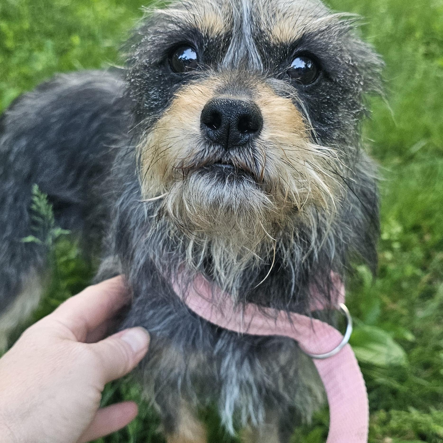 Gertrude (Gertie), ADOPTABLE, Young Female Patterdale Terrier / Fell Terrier.