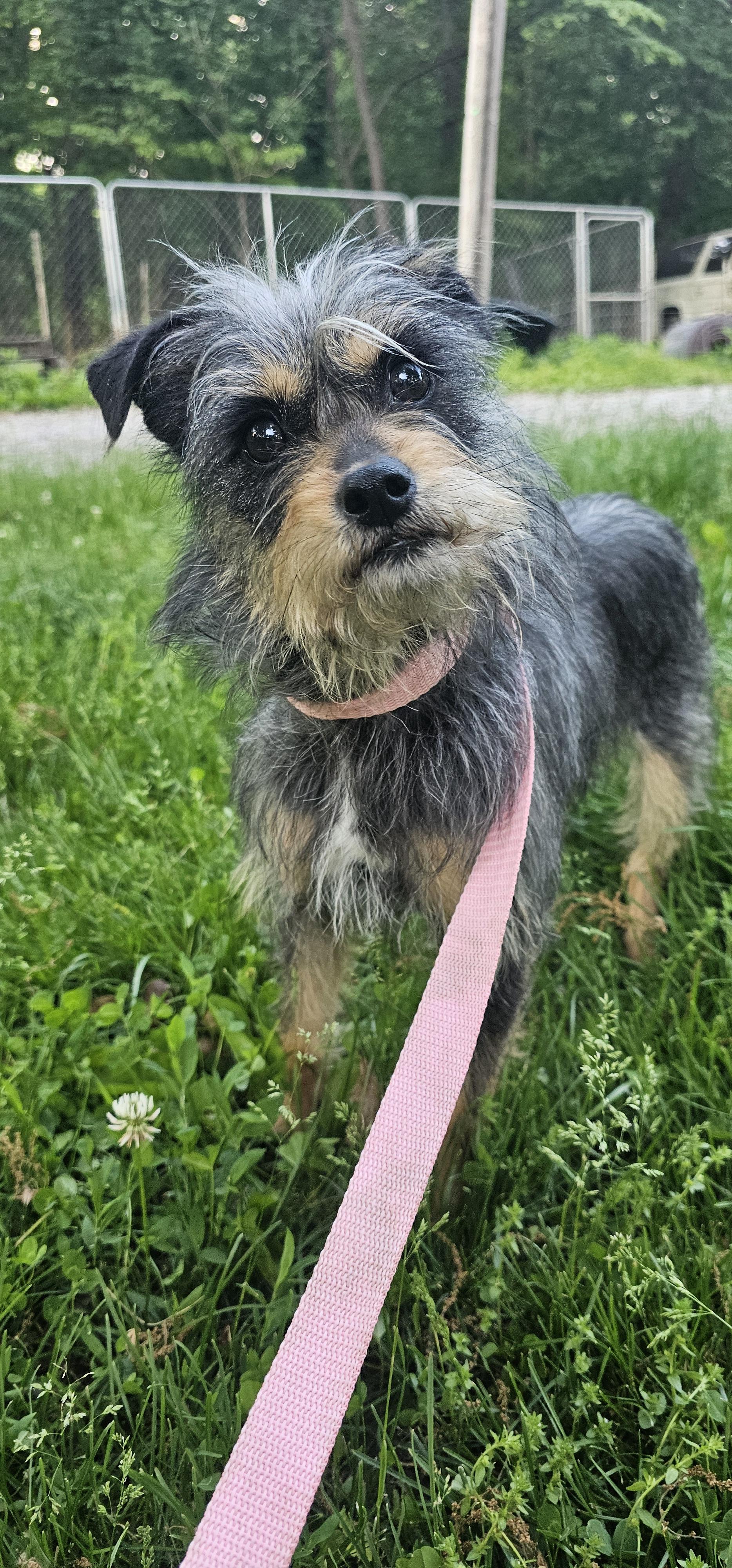 Gertrude (Gertie), a ADOPTABLE mixed breed in Columbia, MO image 4/4