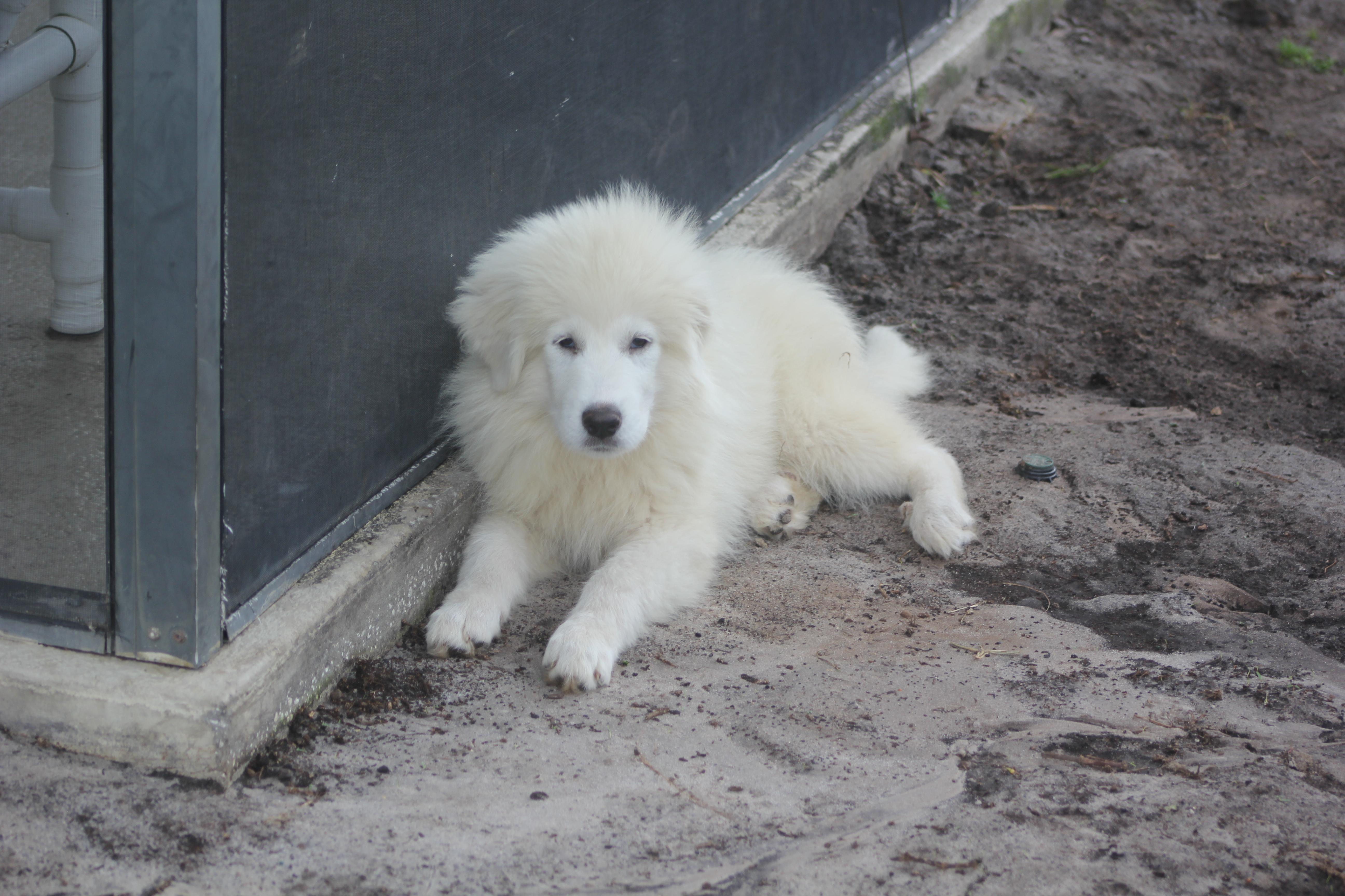 Enlarge Elsa, a ADOPTABLE Great Pyrenees in Orlando, FL image 4/4