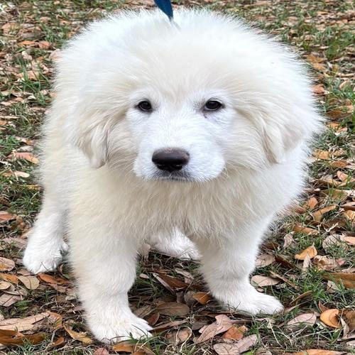 Elsa, ADOPTABLE, Young Female Great Pyrenees.