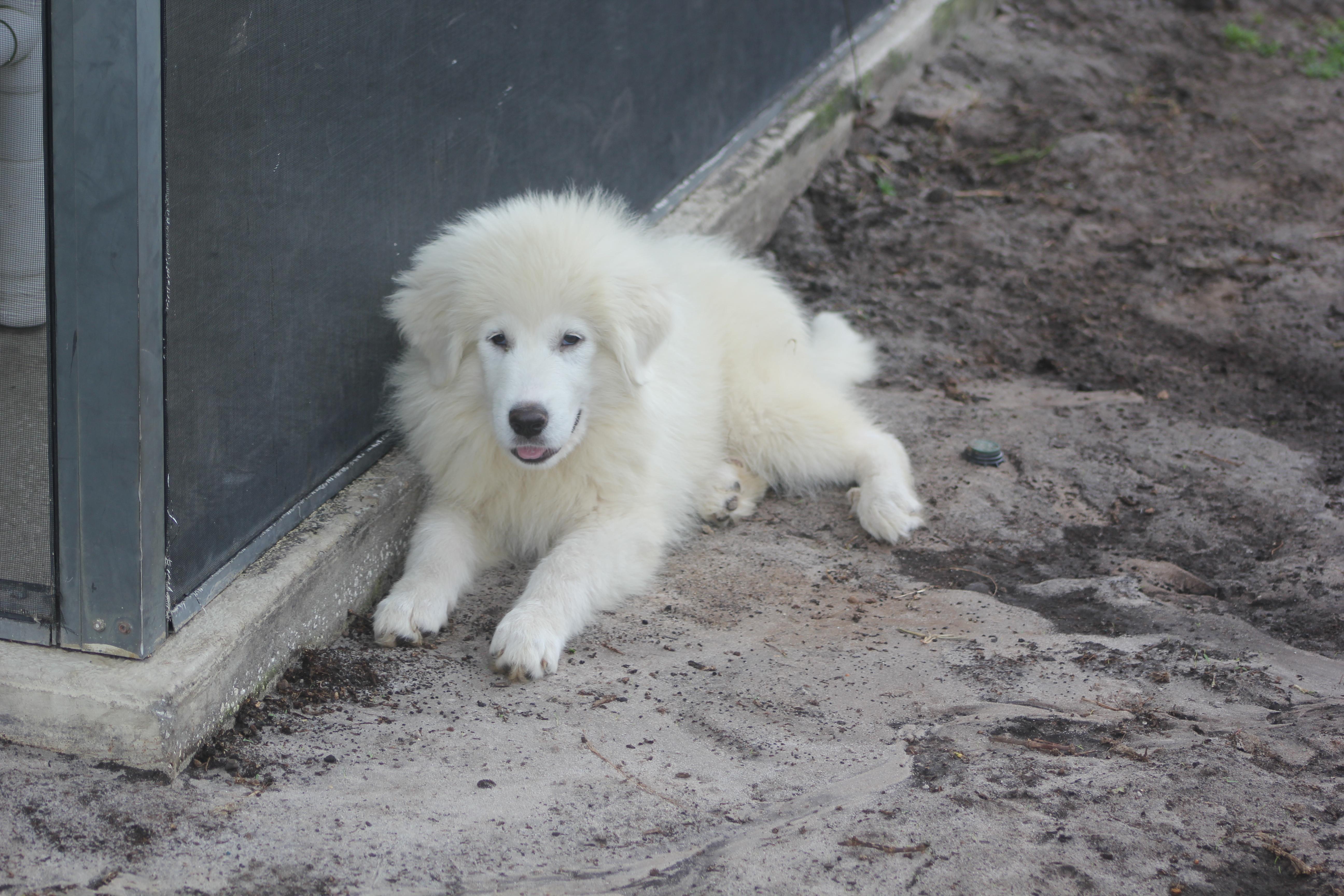 Enlarge Elsa, a ADOPTABLE Great Pyrenees in Orlando, FL image 2/4