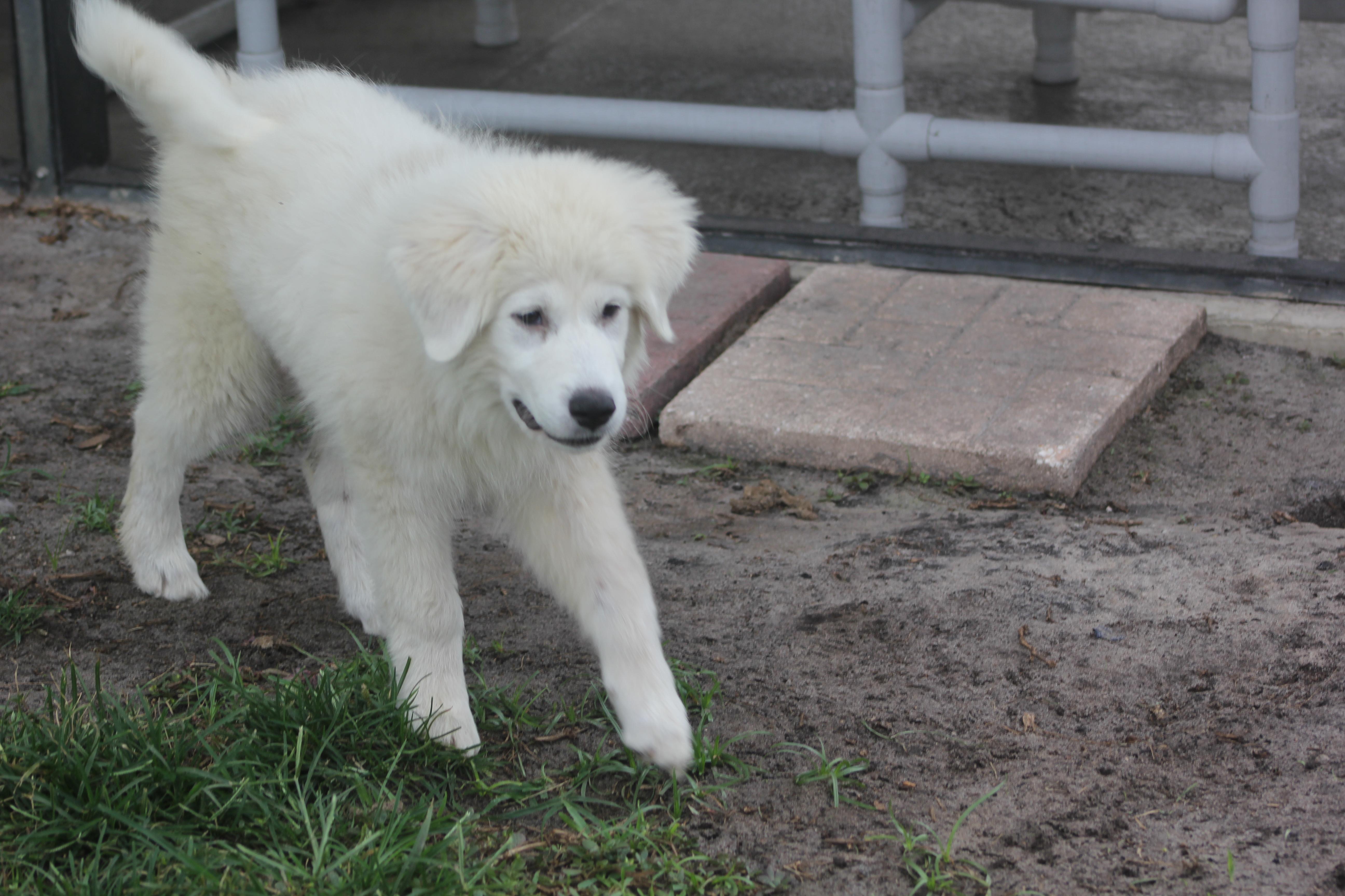 Enlarge Elsa, a ADOPTABLE Great Pyrenees in Orlando, FL image 3/4