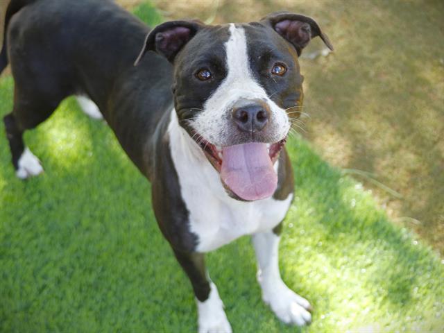 Enlarge DIA, a Adoptable mixed breed in Tallahassee, FL image 1/1