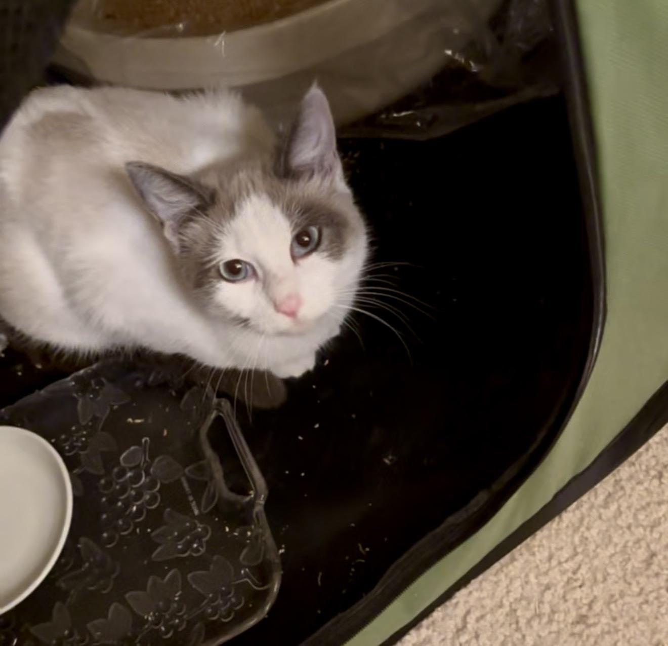 Enlarge Ina, a Adoptable Siamese in Long Beach, CA image 1/1