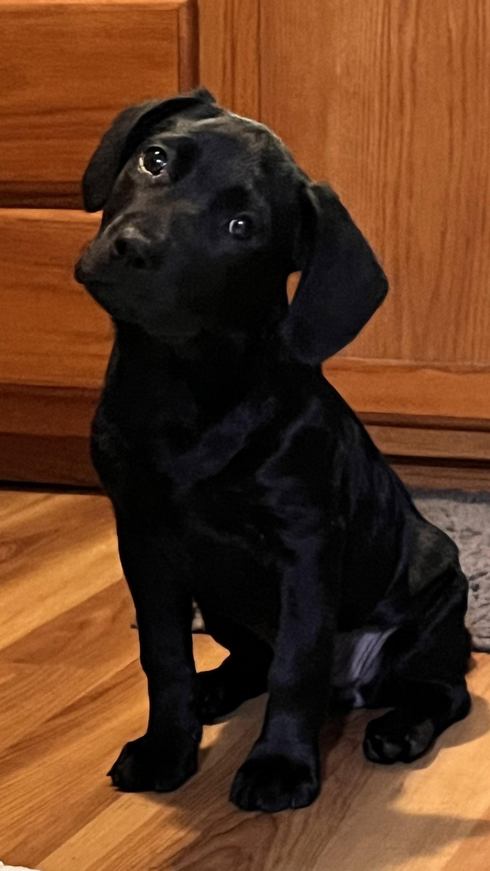 Enlarge Apollo, a Adoptable Labrador Retriever in Tonawanda, NY image 1/3