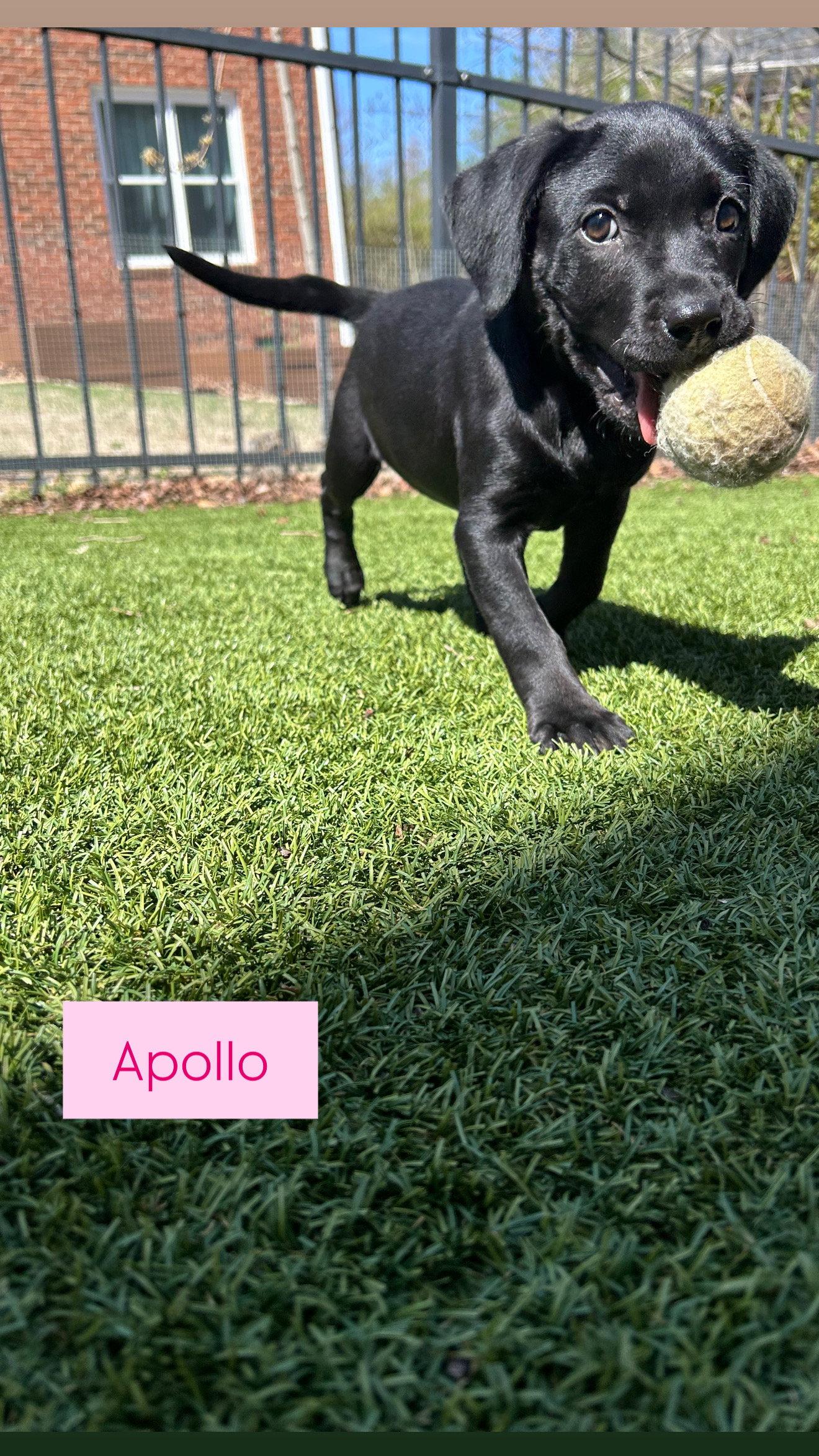 Enlarge Apollo, a Adoptable Labrador Retriever in Tonawanda, NY image 2/3