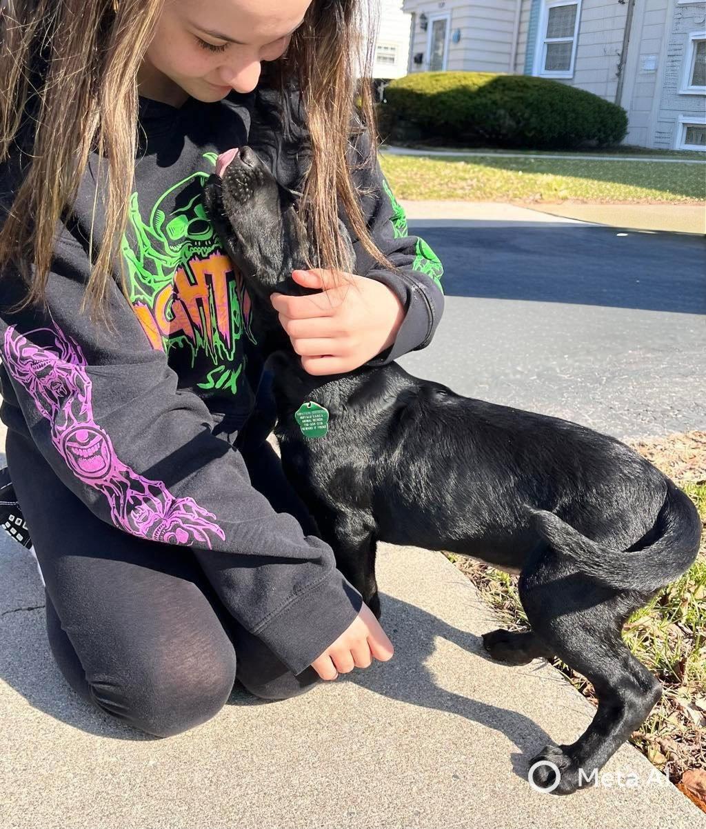Enlarge Apollo, a Adoptable Labrador Retriever in Tonawanda, NY image 3/3