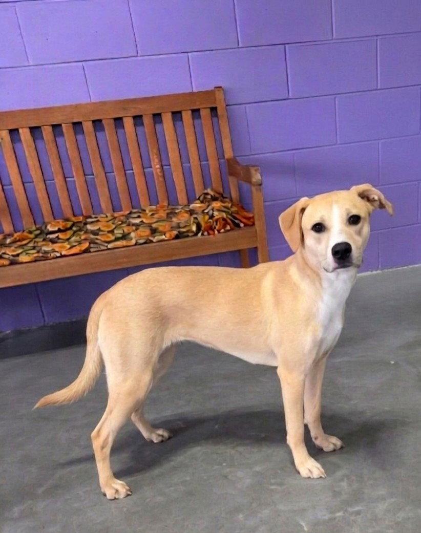 Enlarge **ELIZABARK**, a Adoptable mixed breed in North Prairie, WI image 1/2