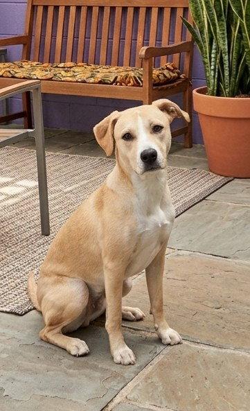 **ELIZABARK**, Adoptable, Young Female Labrador Retriever & Hound.