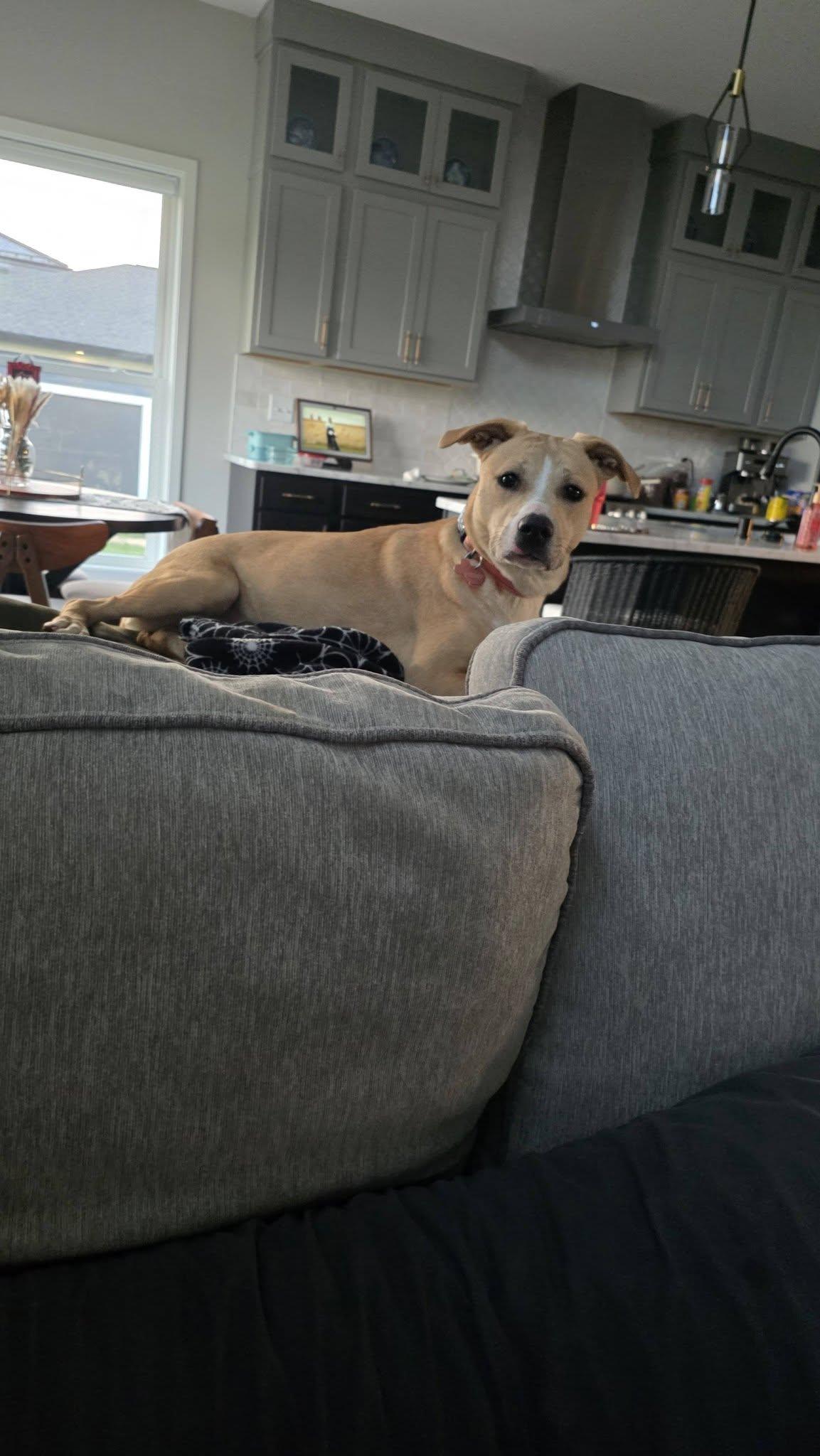 **ELIZABARK**, a Adoptable mixed breed in North Prairie, WI image 1/3