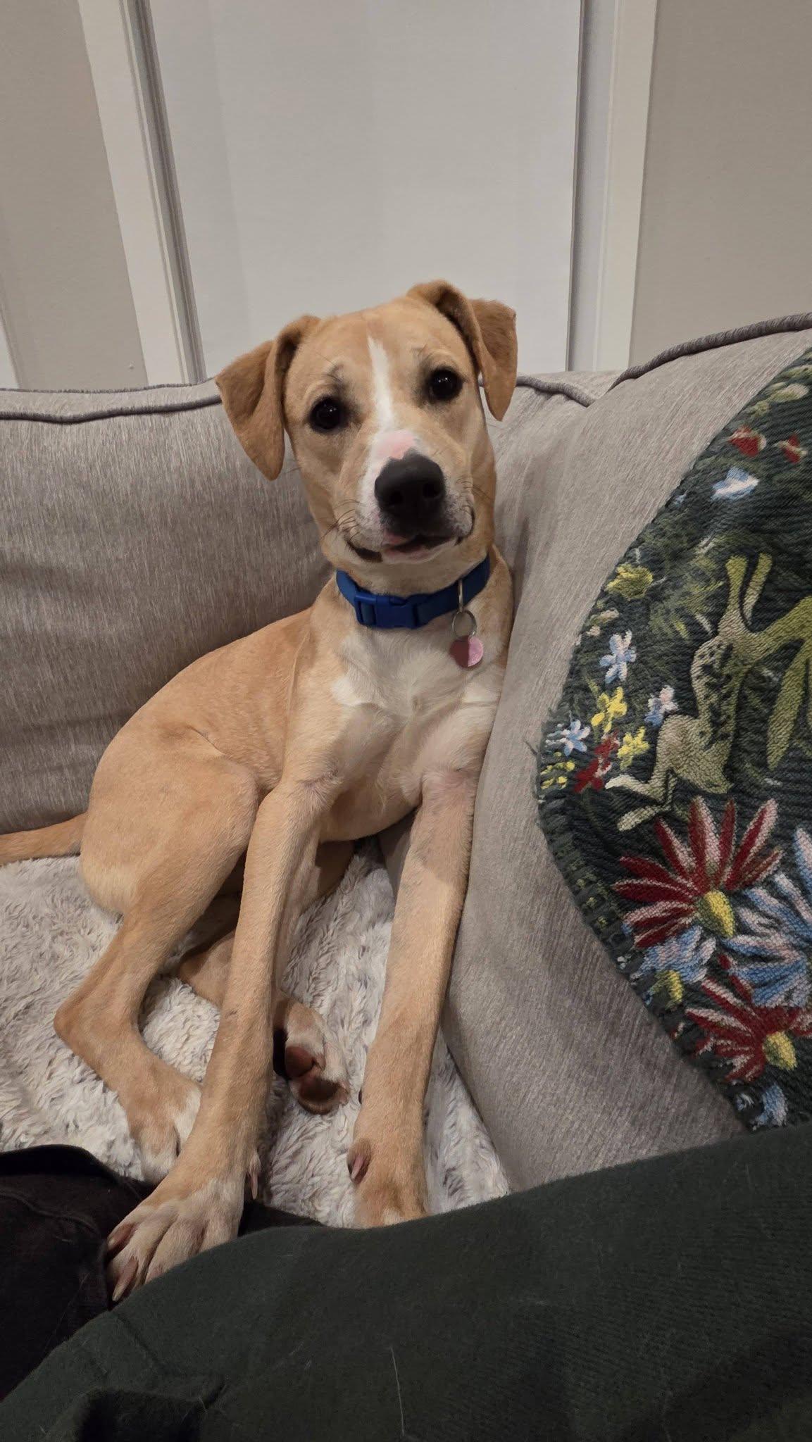 **ELIZABARK**, a Adoptable mixed breed in North Prairie, WI image 2/3