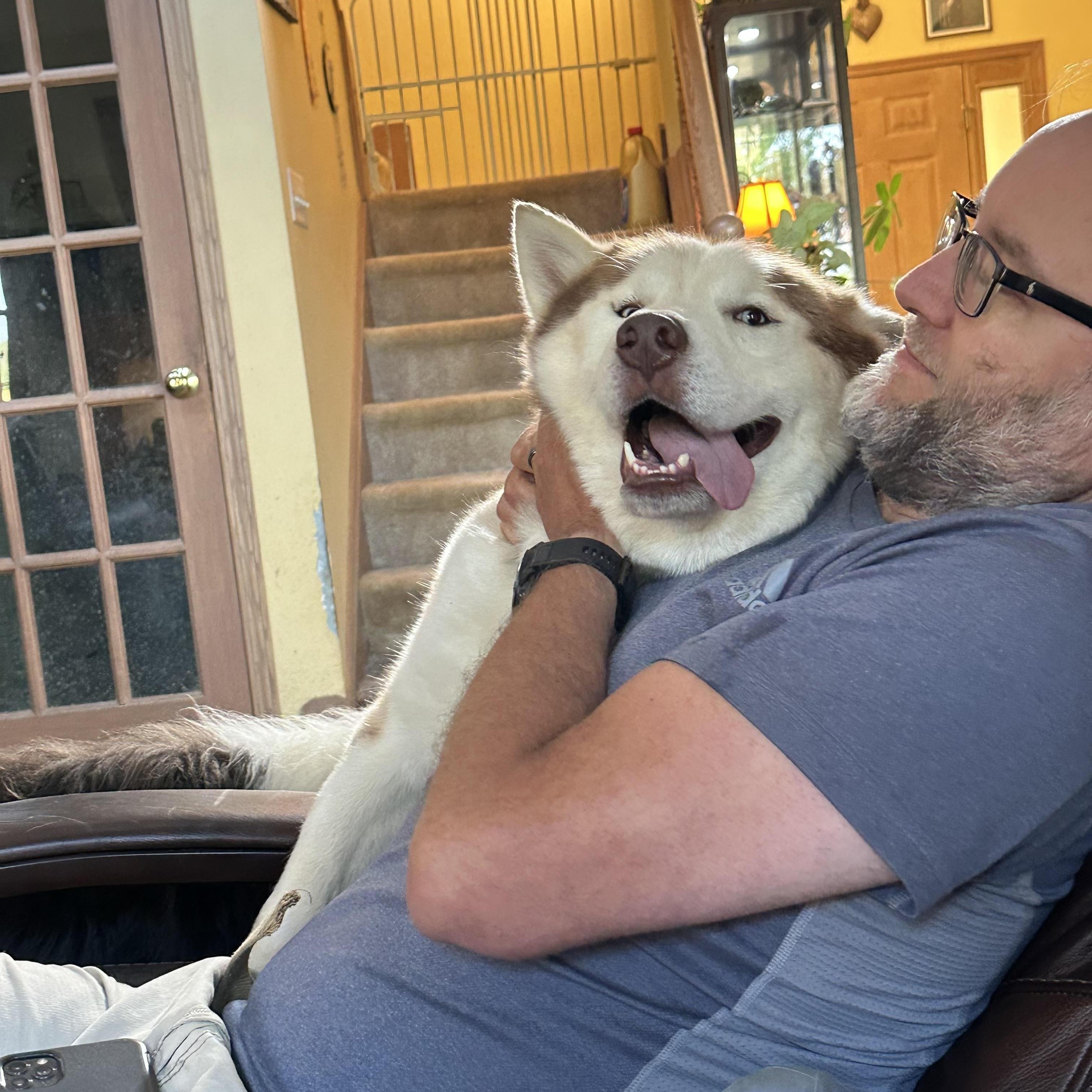 Enlarge Jefe, a ADOPTABLE Siberian Husky in Cleveland, OH image 5/6