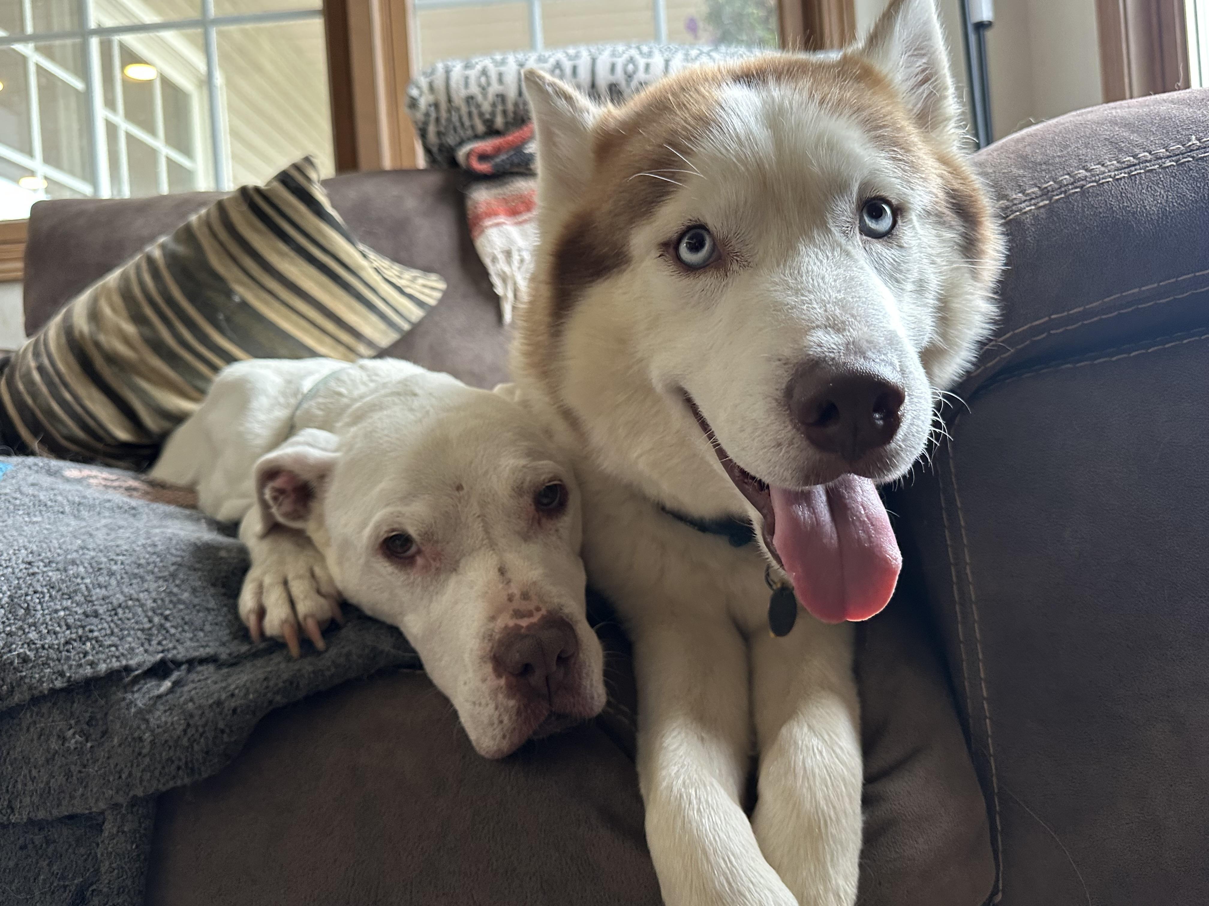 Enlarge Jefe, a ADOPTABLE Siberian Husky in Cleveland, OH image 4/6