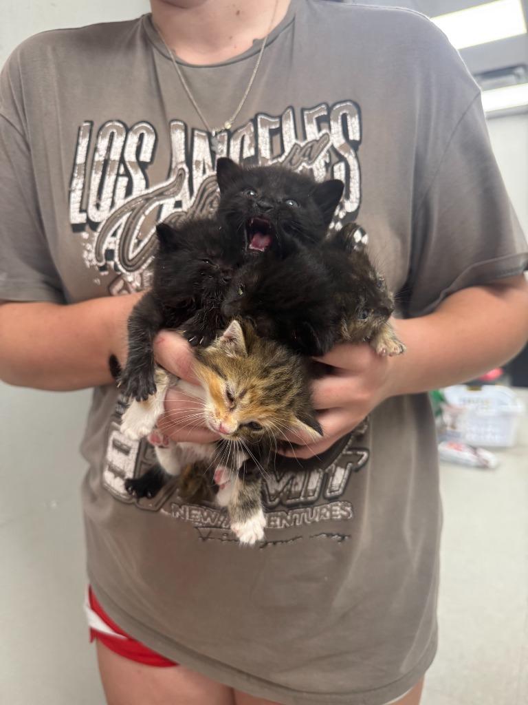 Nutmeg, Adoptable, Kitten Female Domestic Short Hair.
