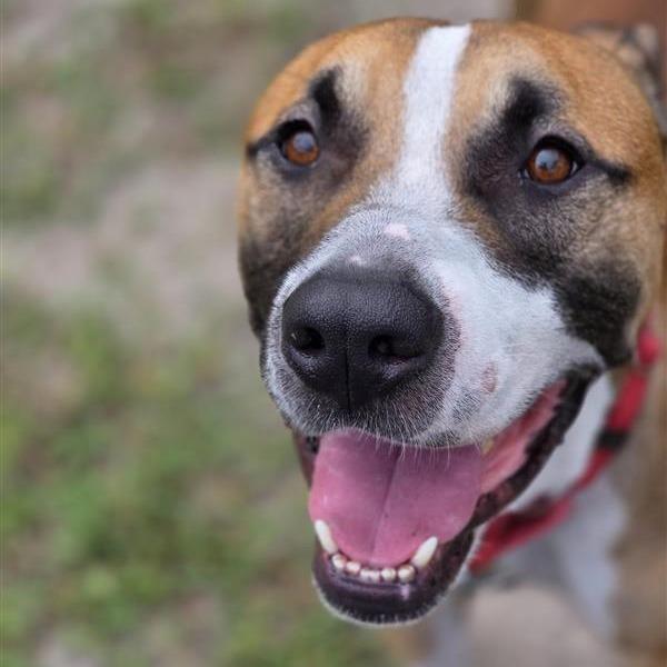 Tucker, Adoptable, Adult Male Mixed Breed.