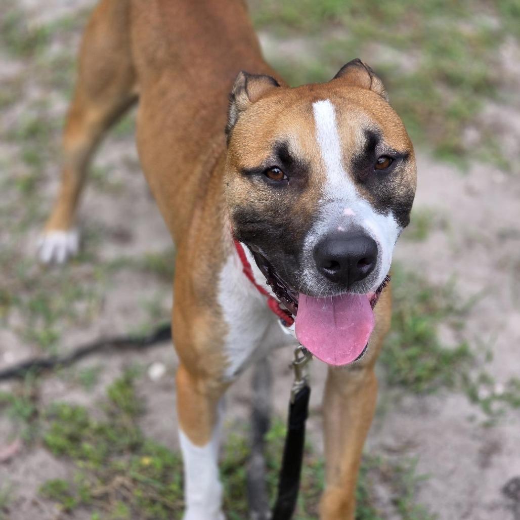 Tucker, a Adoptable Mixed Breed in Jacksonville, FL image 2/4