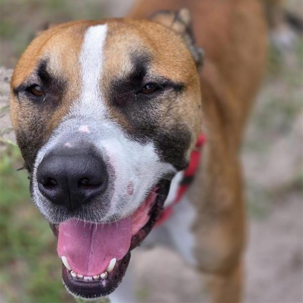 Tucker, a Adoptable Mixed Breed in Jacksonville, FL image 3/4
