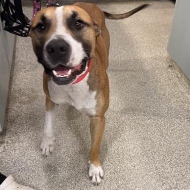 Tucker, Adoptable, Adult Male Mixed Breed.
