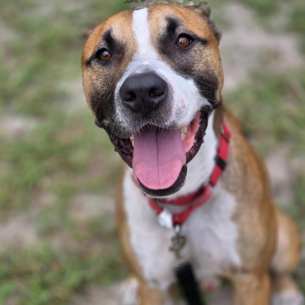 Tucker, a Adoptable Mixed Breed in Jacksonville, FL image 4/4