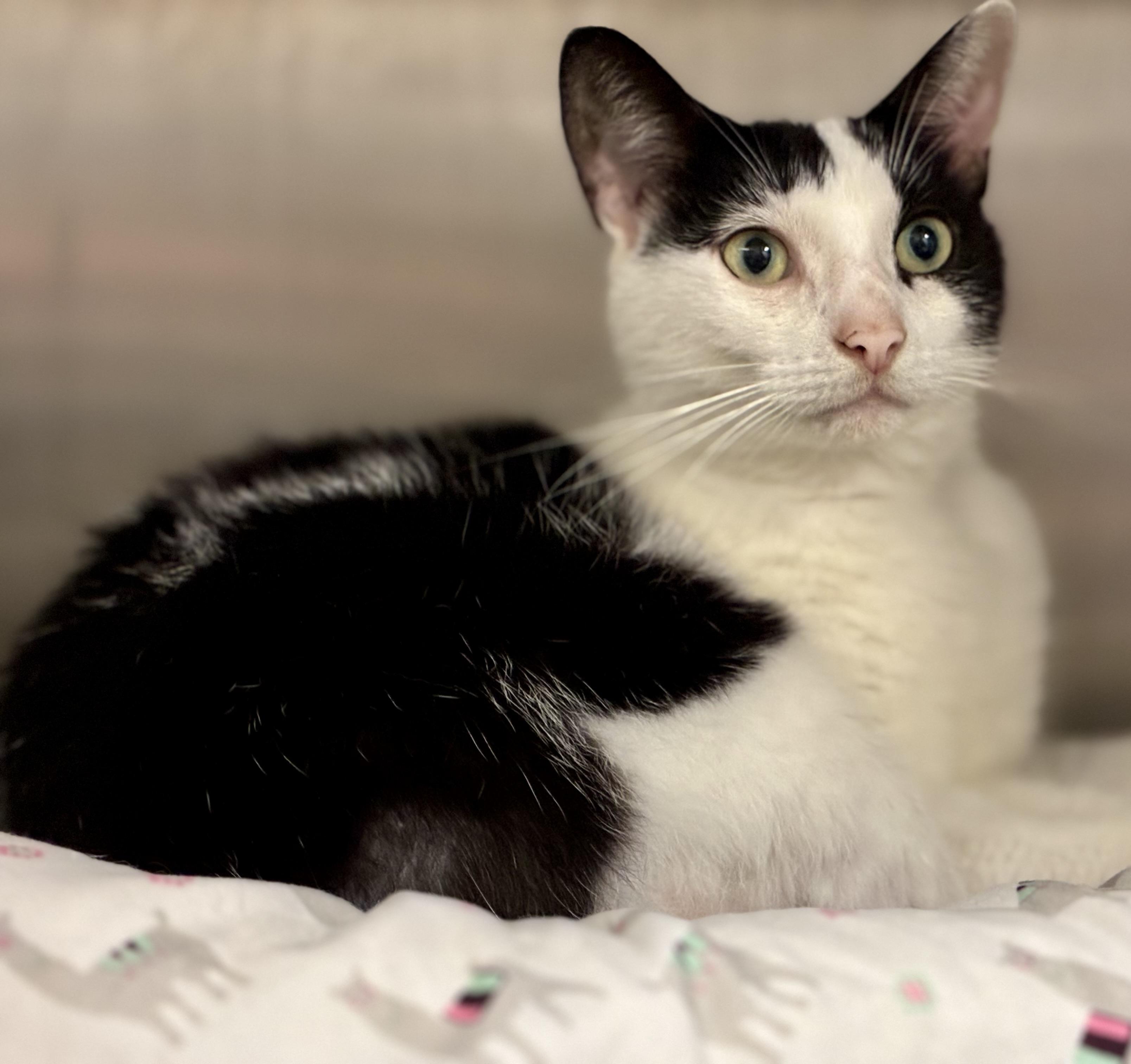 Marissa, Adopted, Adult Female Tuxedo.