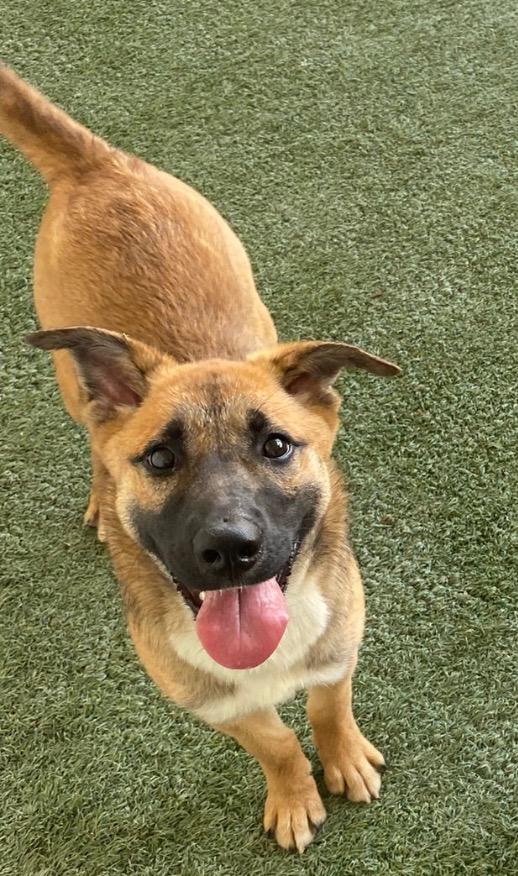 caroline, Adoptable, Young Female German Shepherd Dog & Great Pyrenees.