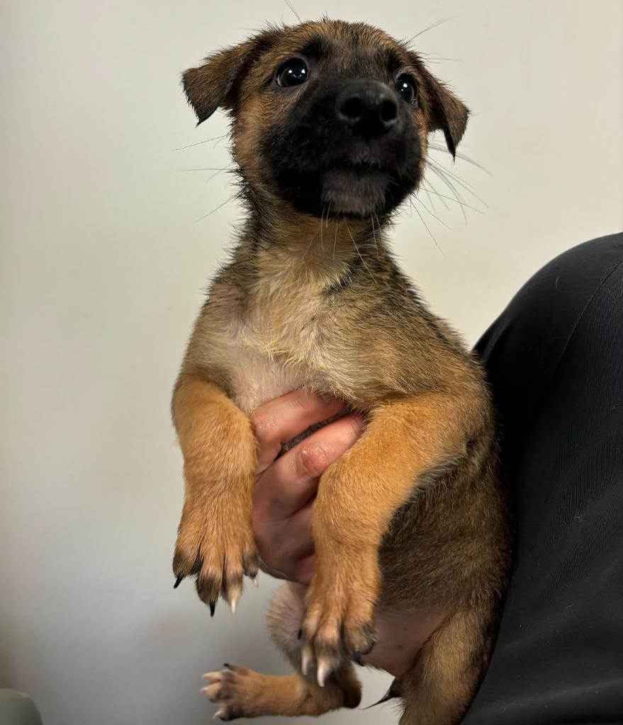 caroline, a Adoptable mixed breed in Midland, TX image 1/6