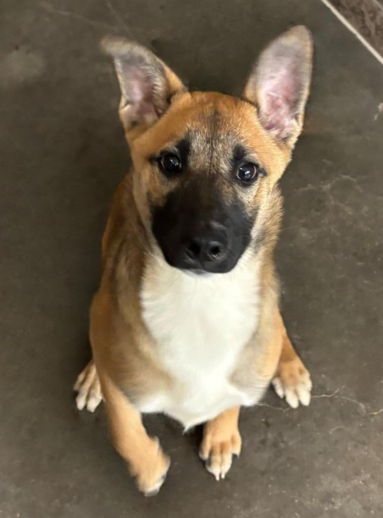 caroline, Adoptable, Young Female German Shepherd Dog & Great Pyrenees.