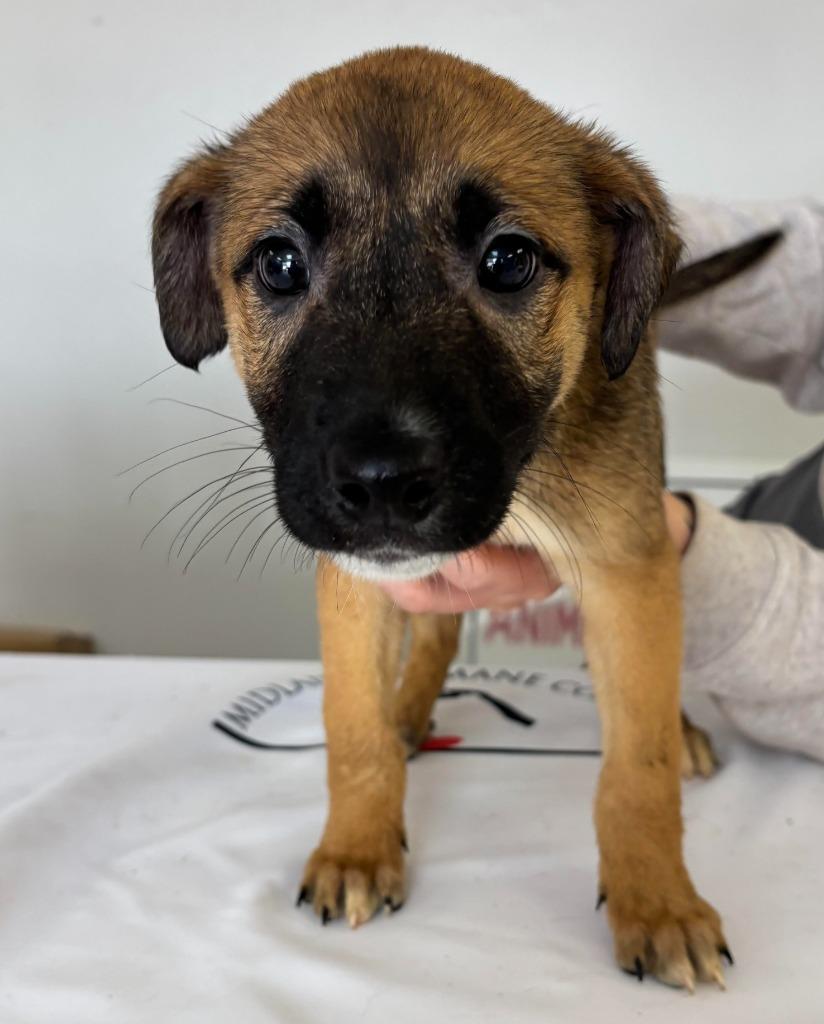 Enlarge caroline, a Adoptable mixed breed in Midland, TX image 2/6