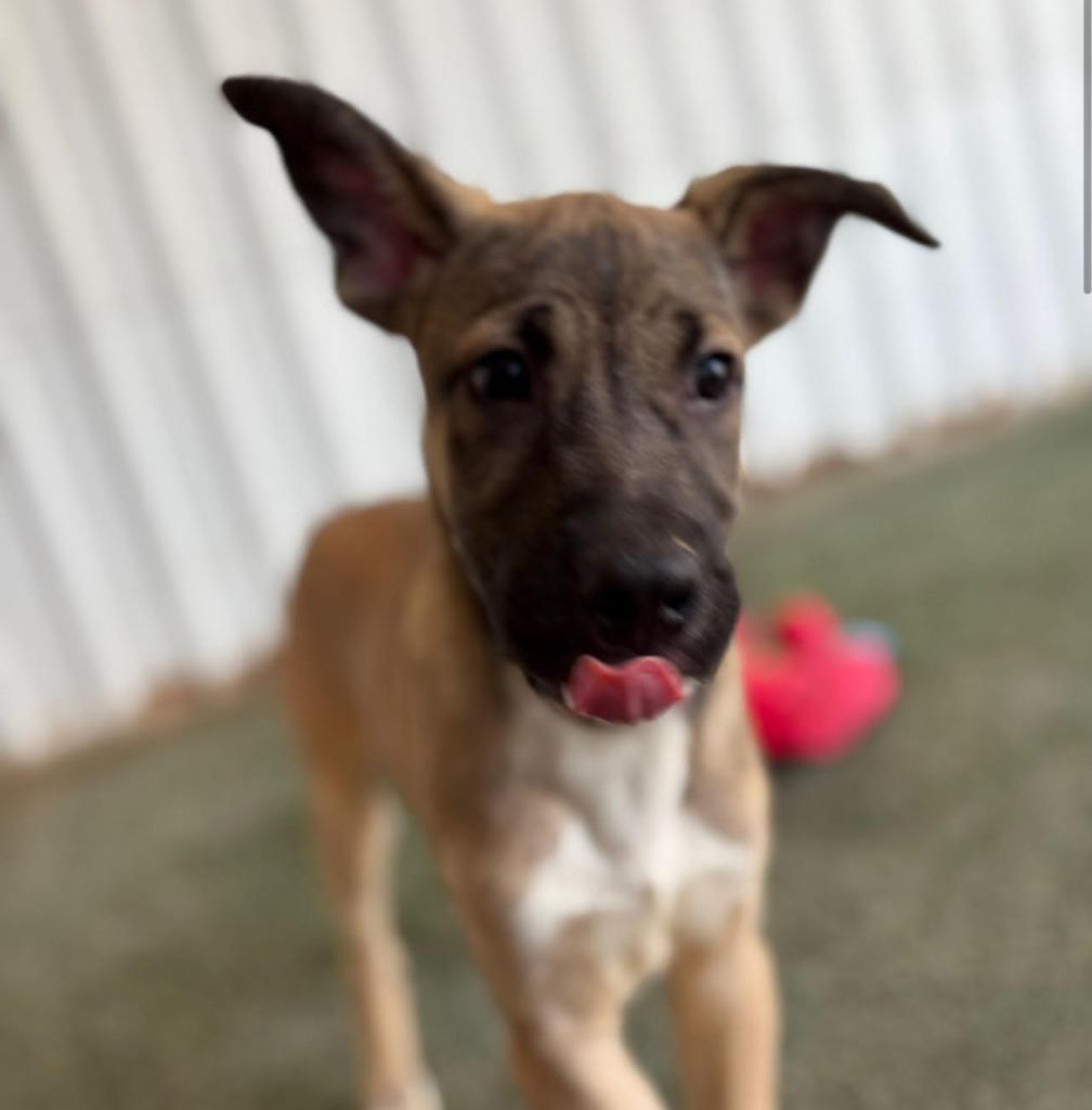 Enlarge caroline, a Adoptable mixed breed in Midland, TX image 5/6