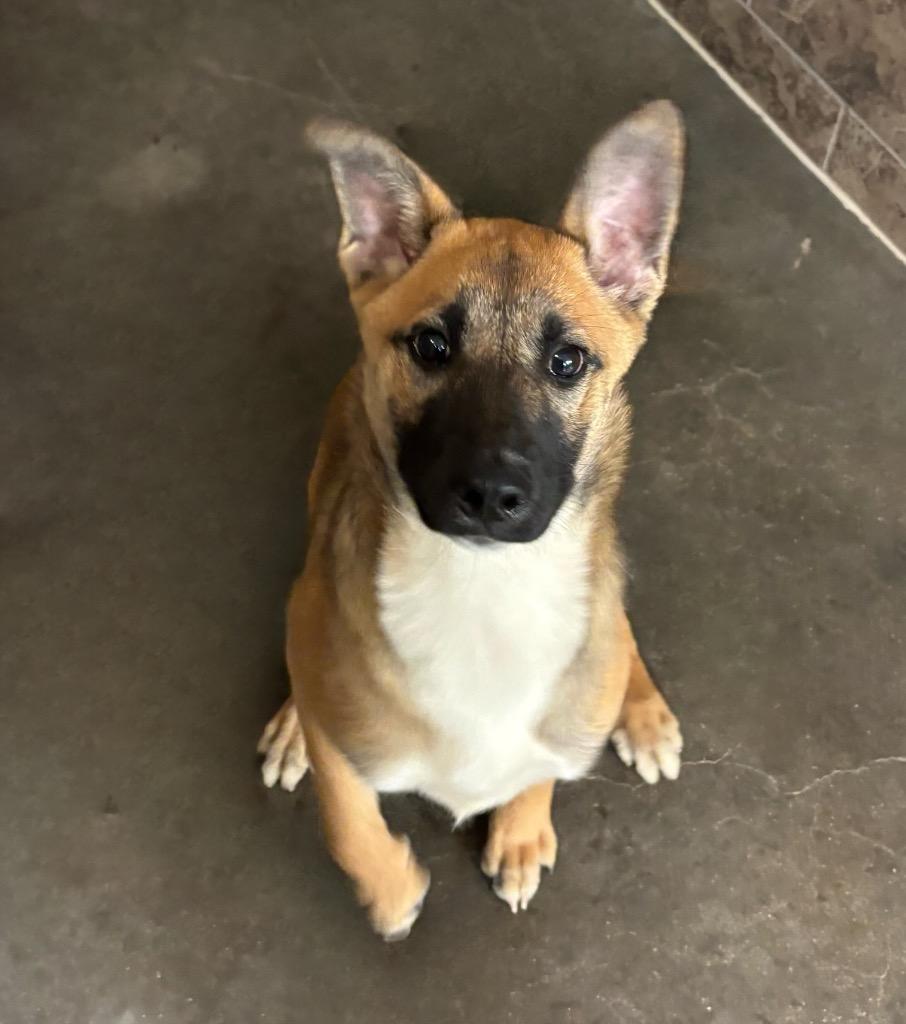 caroline, a Adoptable mixed breed in Midland, TX image 6/6