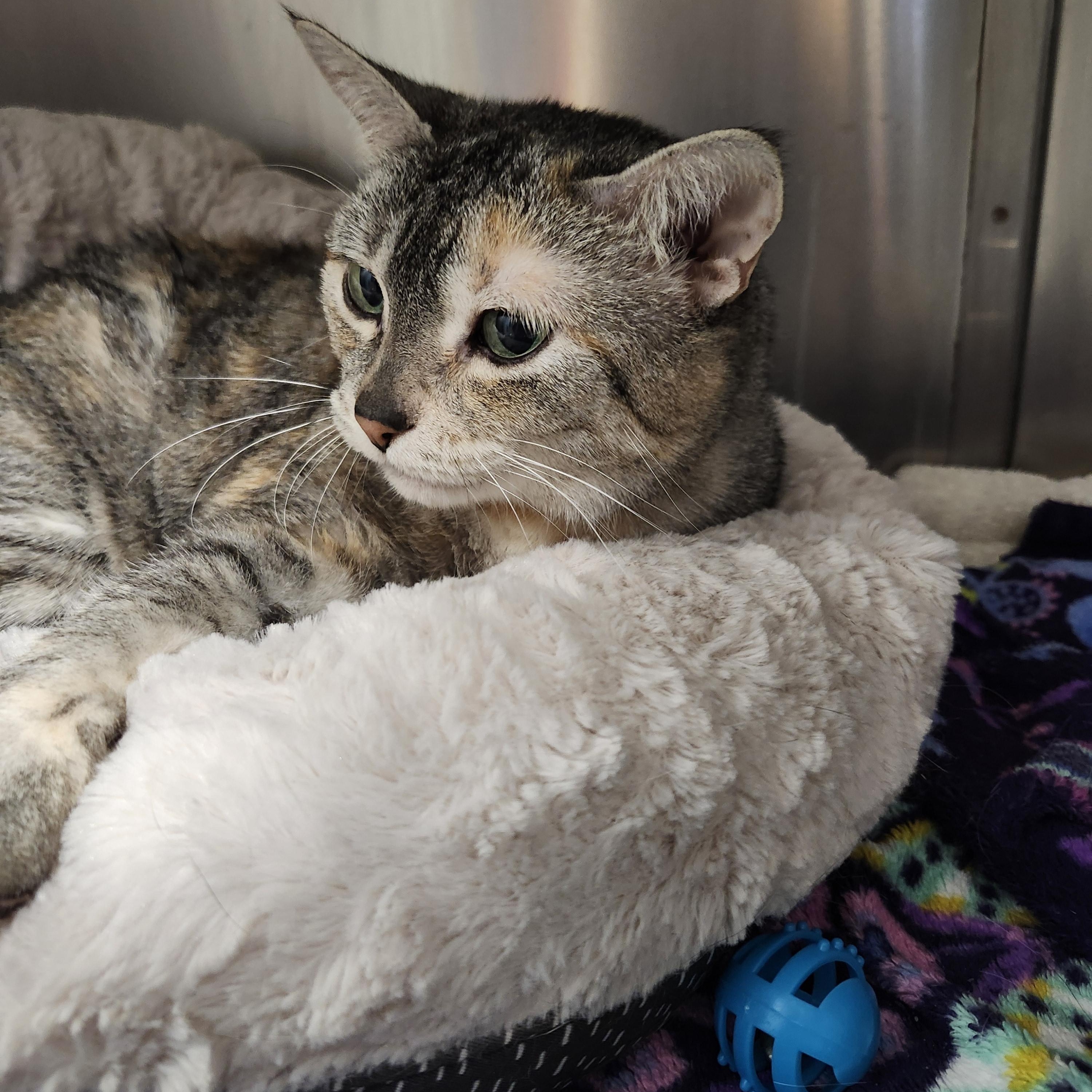 Enlarge Celine, a Adopted Domestic Short Hair in Charlotte, MI image 1/3