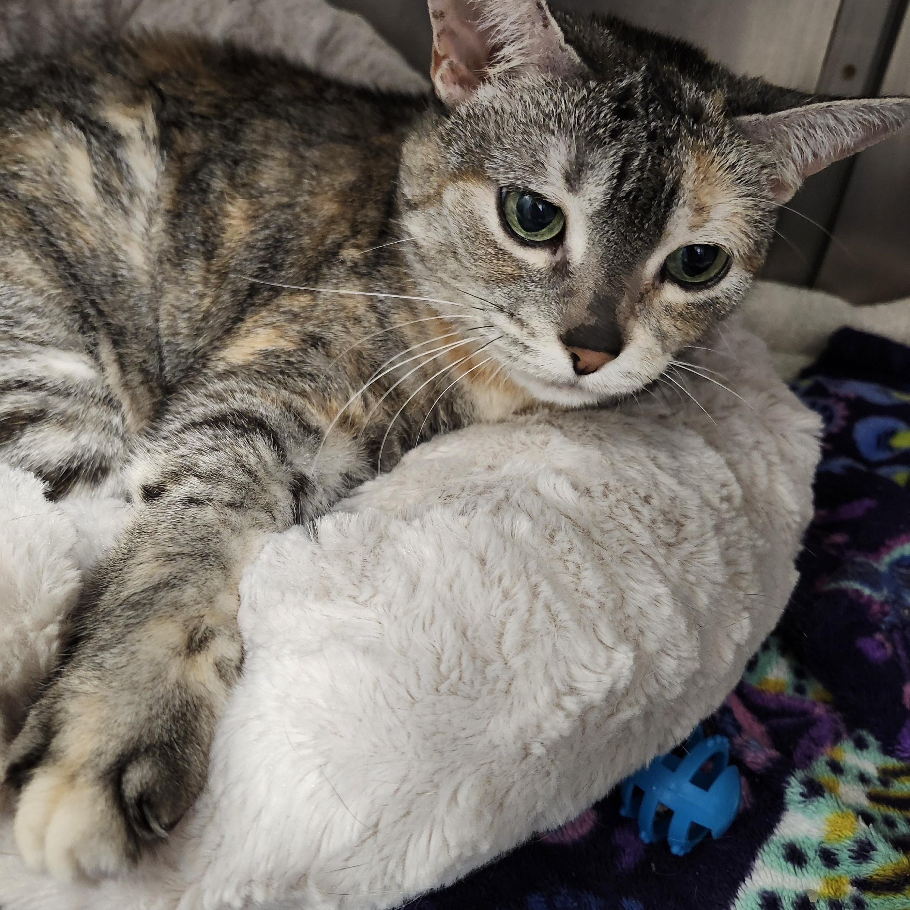 Enlarge Celine, a Adopted Domestic Short Hair in Charlotte, MI image 2/3