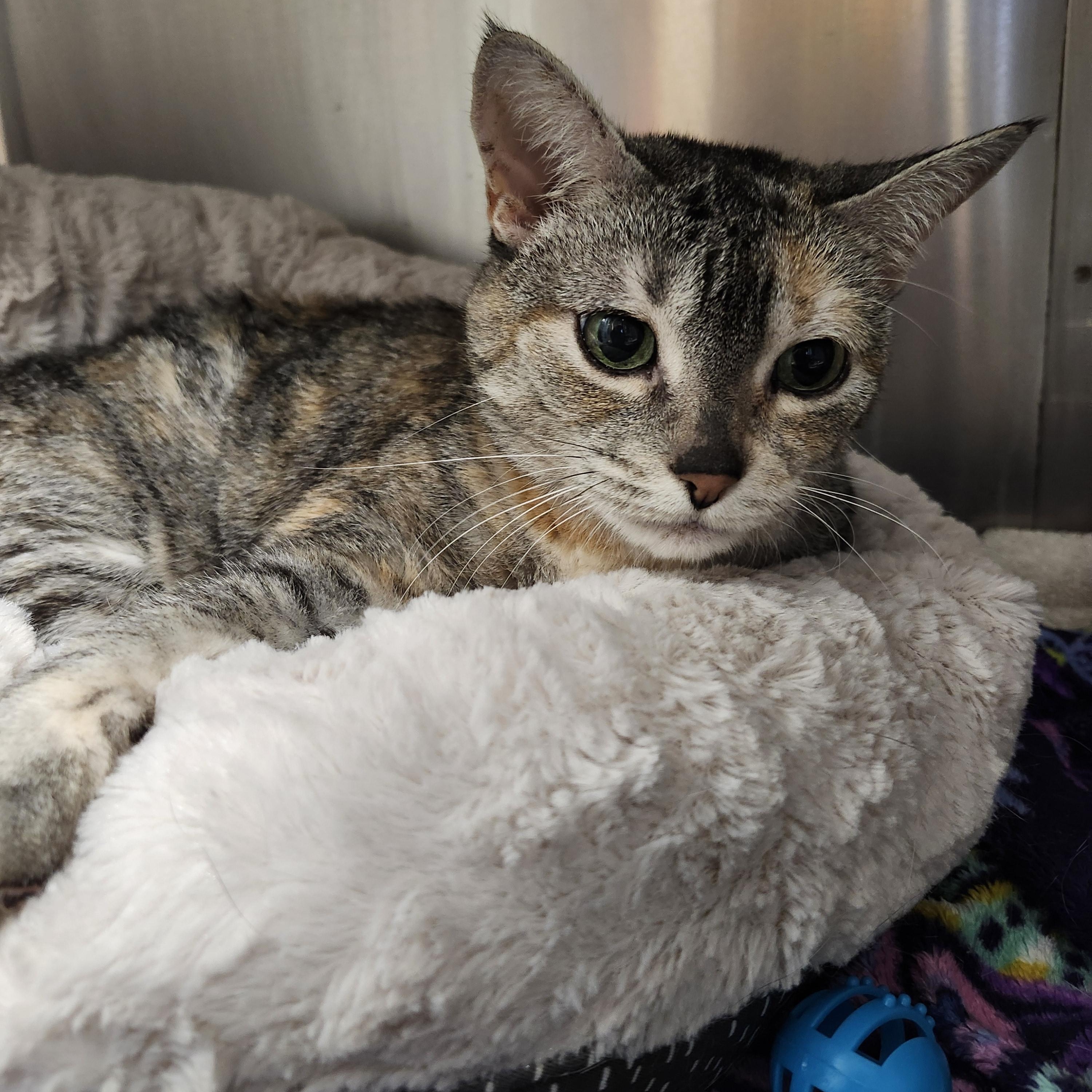 Enlarge Celine, a Adopted Domestic Short Hair in Charlotte, MI image 3/3