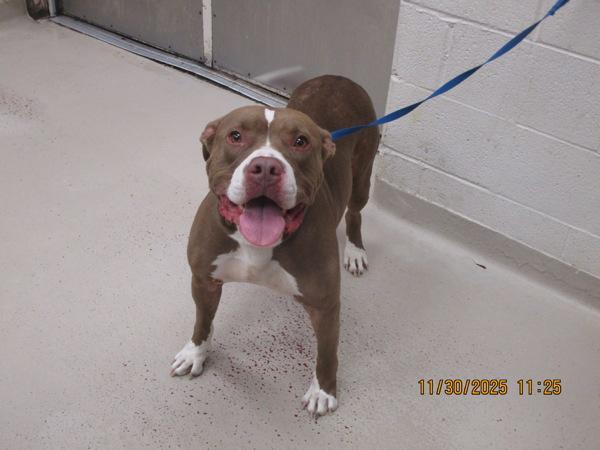 Enlarge Kirby Zeus(800), a Adoptable mixed breed in Marietta, GA image 1/1