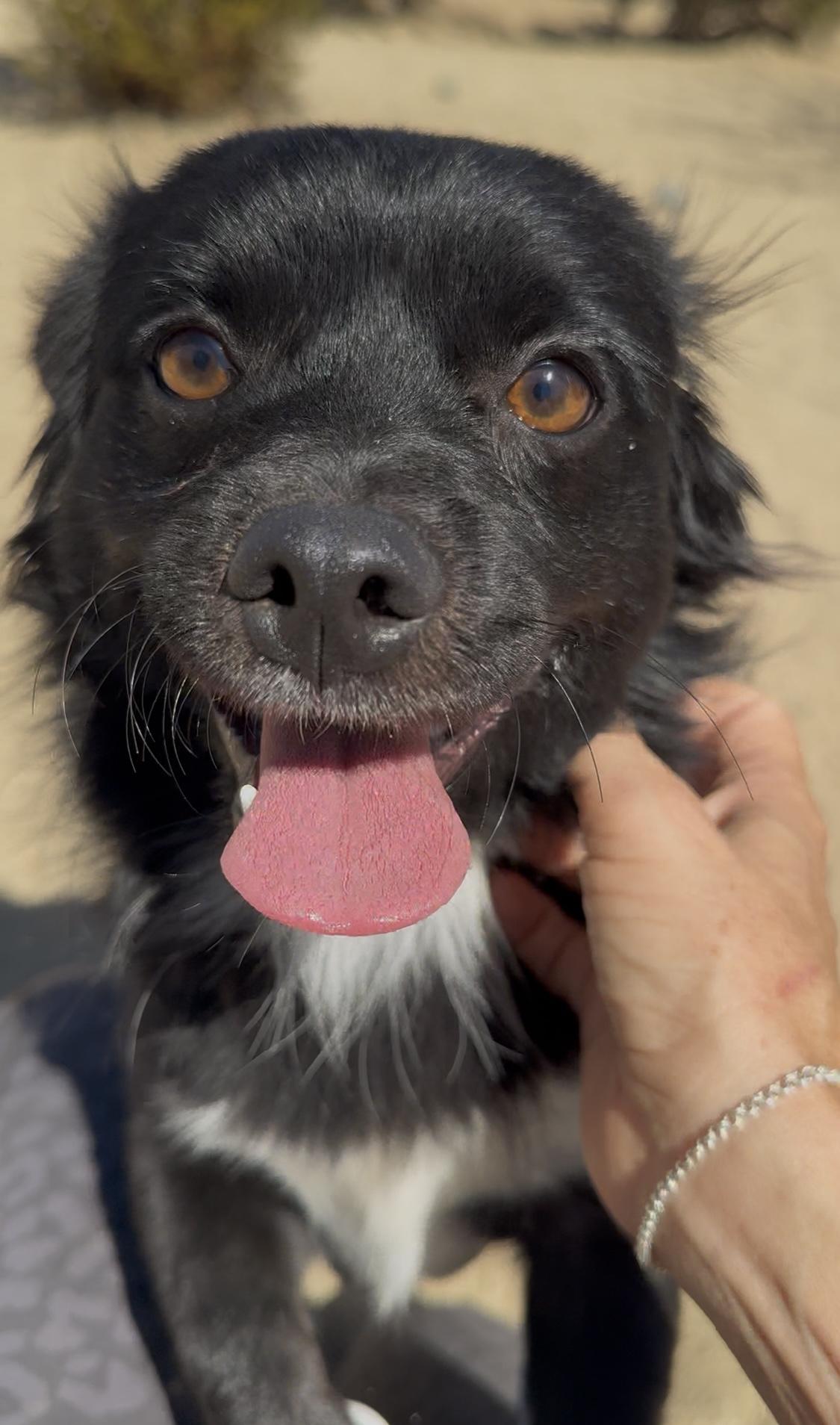 Pepper, an adoptable Pekingese, Chihuahua in Littlerock, CA, 93543 | Photo Image 2