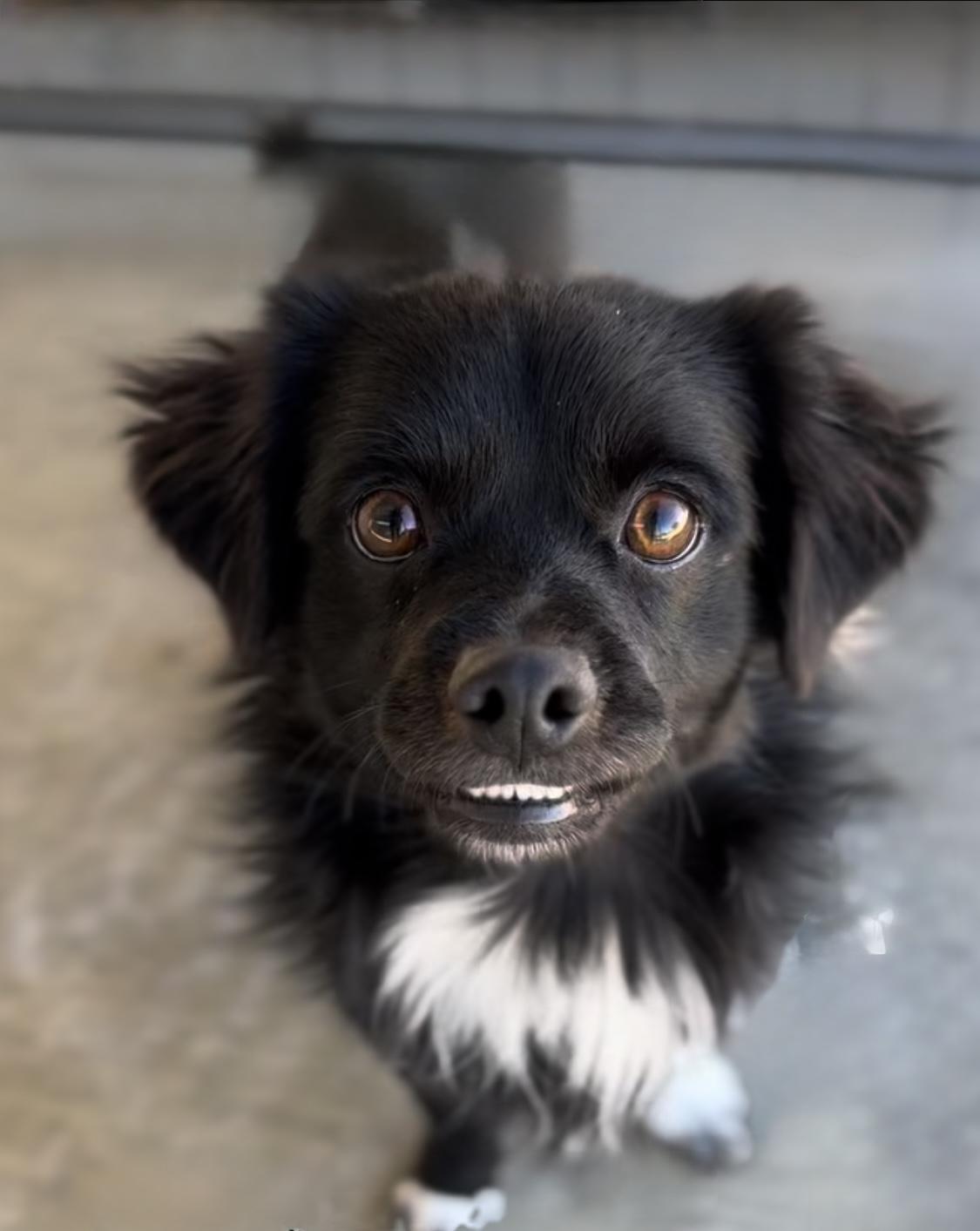 Pepper, Adoptable, Young Male Pekingese & Chihuahua.