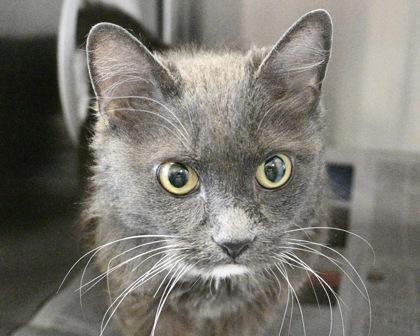 Jane, Adoptable, Adult Female Domestic Long Hair.