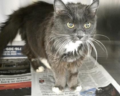 Enlarge Jane, a Adoptable Domestic Long Hair in West Seneca, NY image 2/2