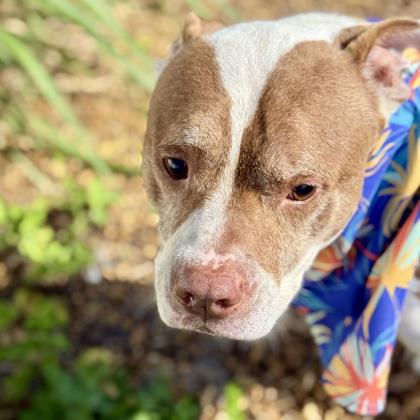 Buster, Adoptable, Adult Male Mixed Breed & Mixed Breed.