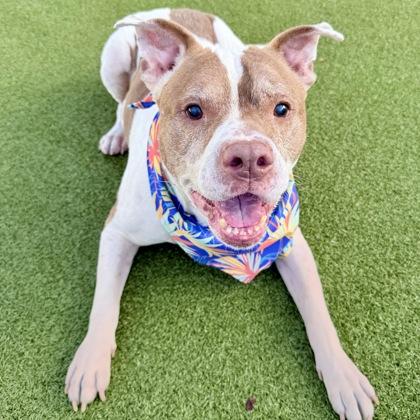 Enlarge Buster, a Adoptable mixed breed in Largo, FL image 2/2