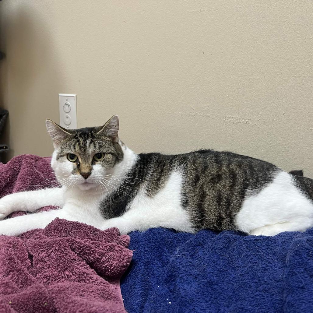 Jelly, Adoptable, Adult Male Domestic Short Hair.