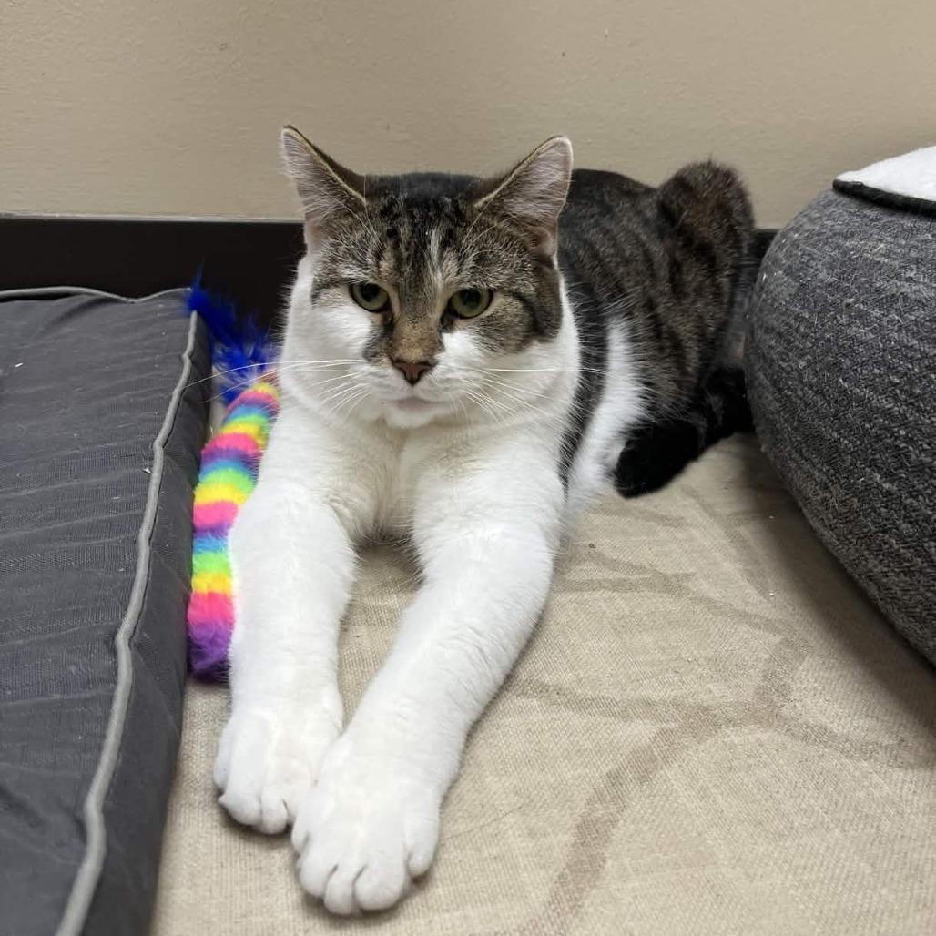 Enlarge Jelly, a Adoptable Domestic Short Hair in Medina, OH image 2/5