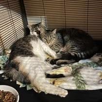 Jelly, Adoptable, Adult Male Domestic Short Hair.