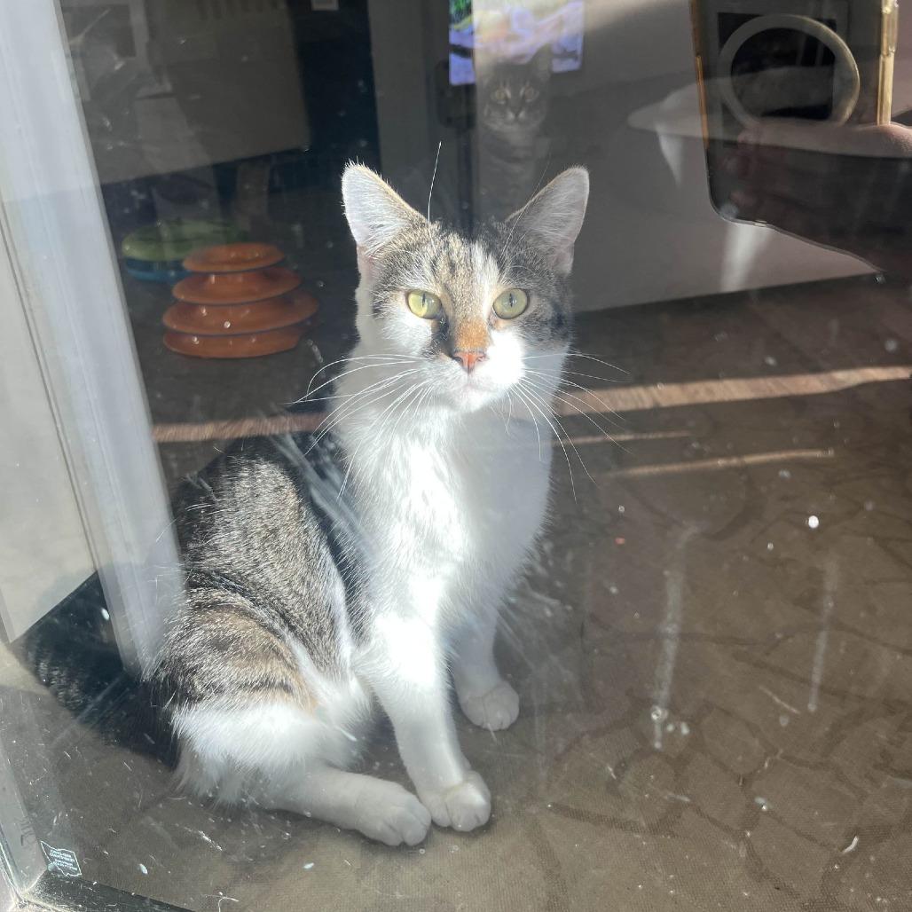 Enlarge Jelly, a Adoptable Domestic Short Hair in Medina, OH image 2/4