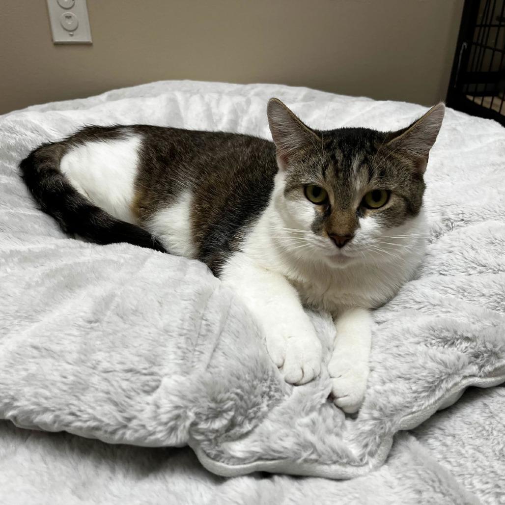 Enlarge Jelly, a Adoptable Domestic Short Hair in Medina, OH image 3/4