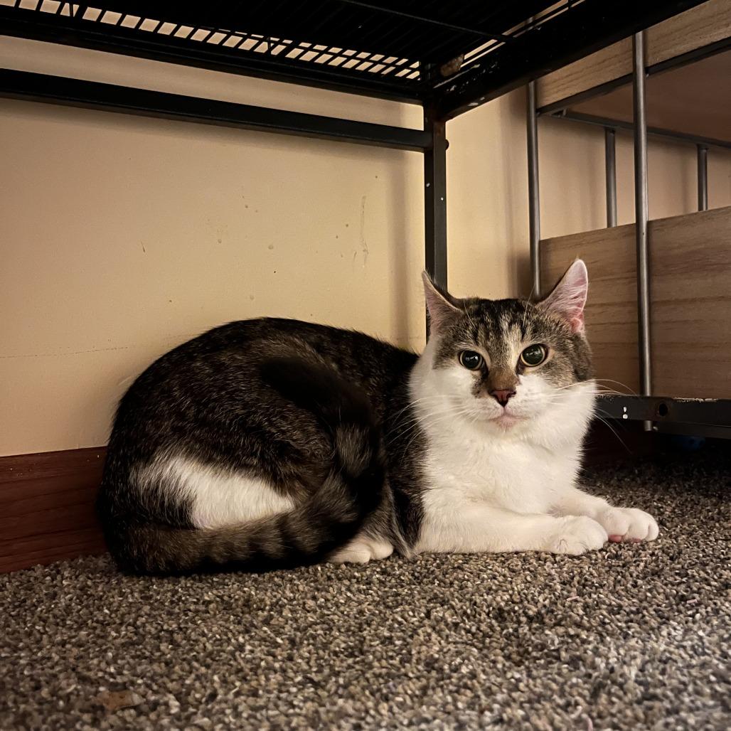 Enlarge Jelly, a Adoptable Domestic Short Hair in Medina, OH image 4/4