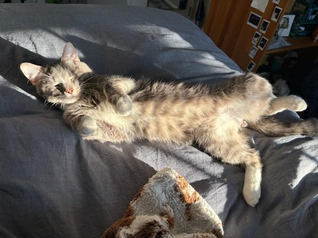 Enlarge Rocket, an adopted Domestic Short Hair in Melrose, MA image 3/5